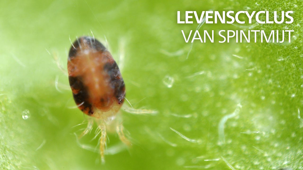 Waarom Is Een Spin Geen Insect