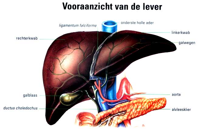 Lever - Welke Kant Zit De Lever