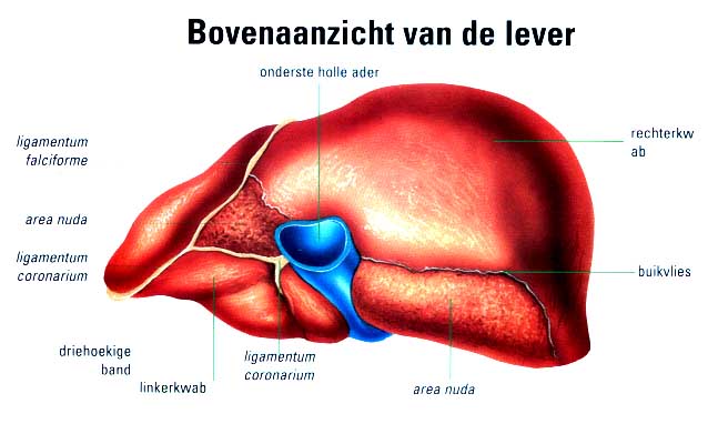 Lever - Welke Kant Zit Je Lever