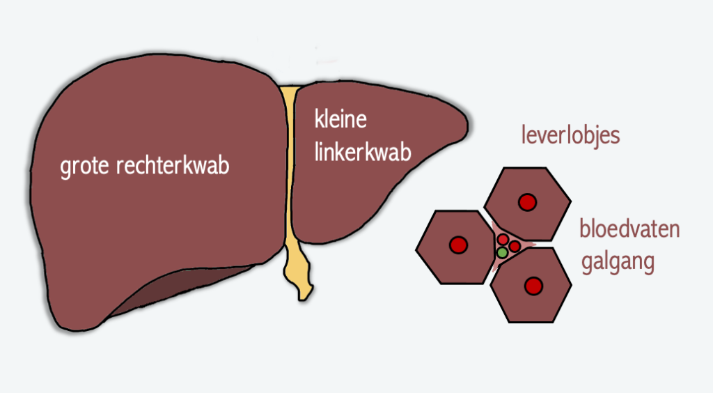 Lever – Biojuf - Hoe Groot Is Een Lever