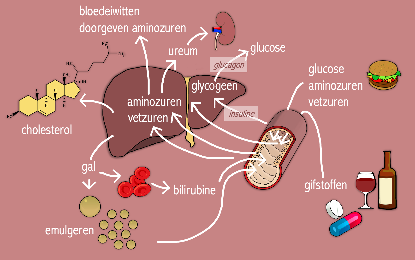 Lever – Biojuf - Medicijnen Voor Hart En Bloedvaten