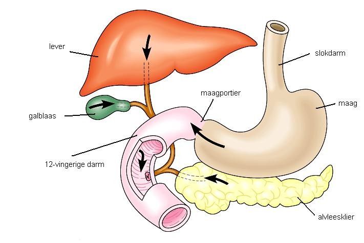 Lever, galblaas en alvleesklier | Medical art, Medical, School - Waar Zit De Maag Precies