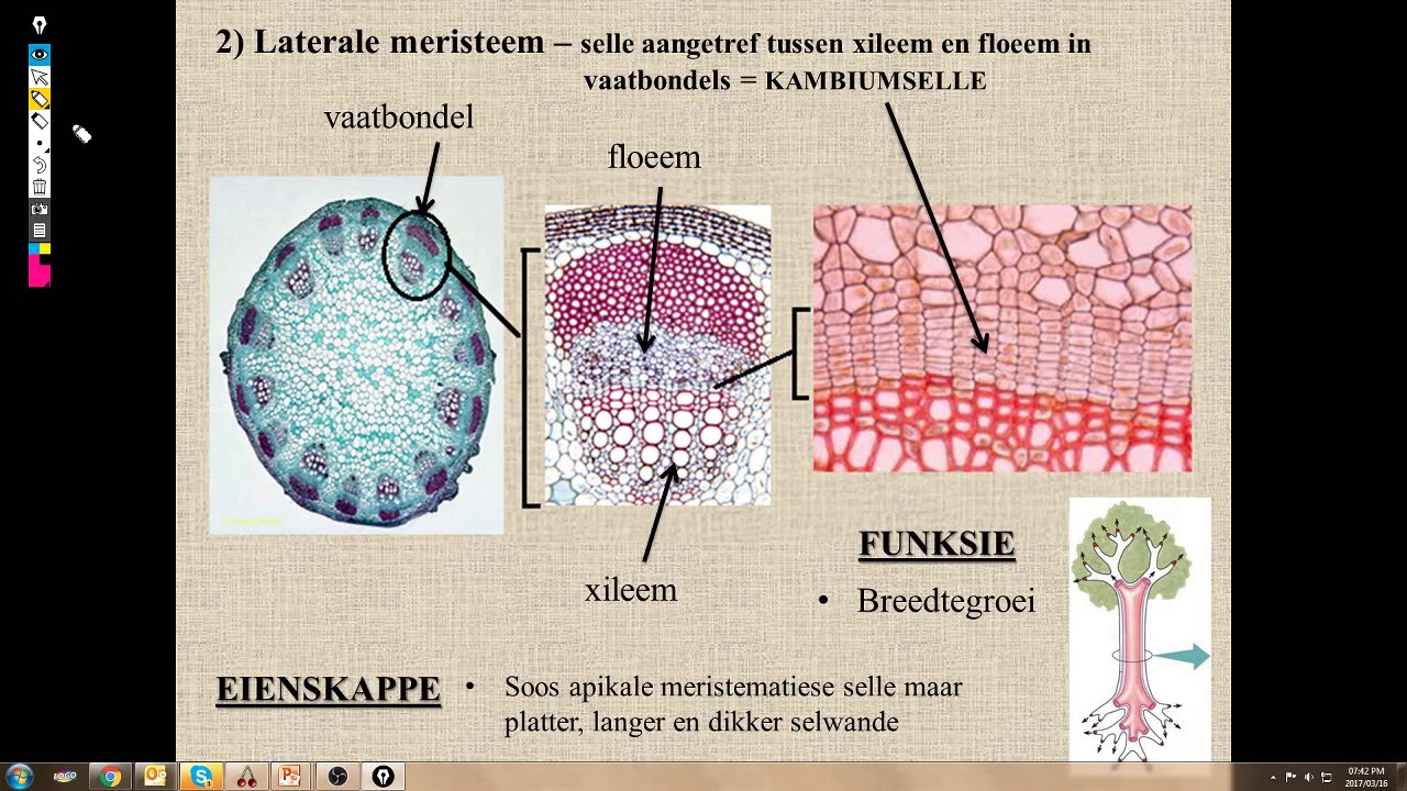 Heeft Een Plant Ook Weefsels
