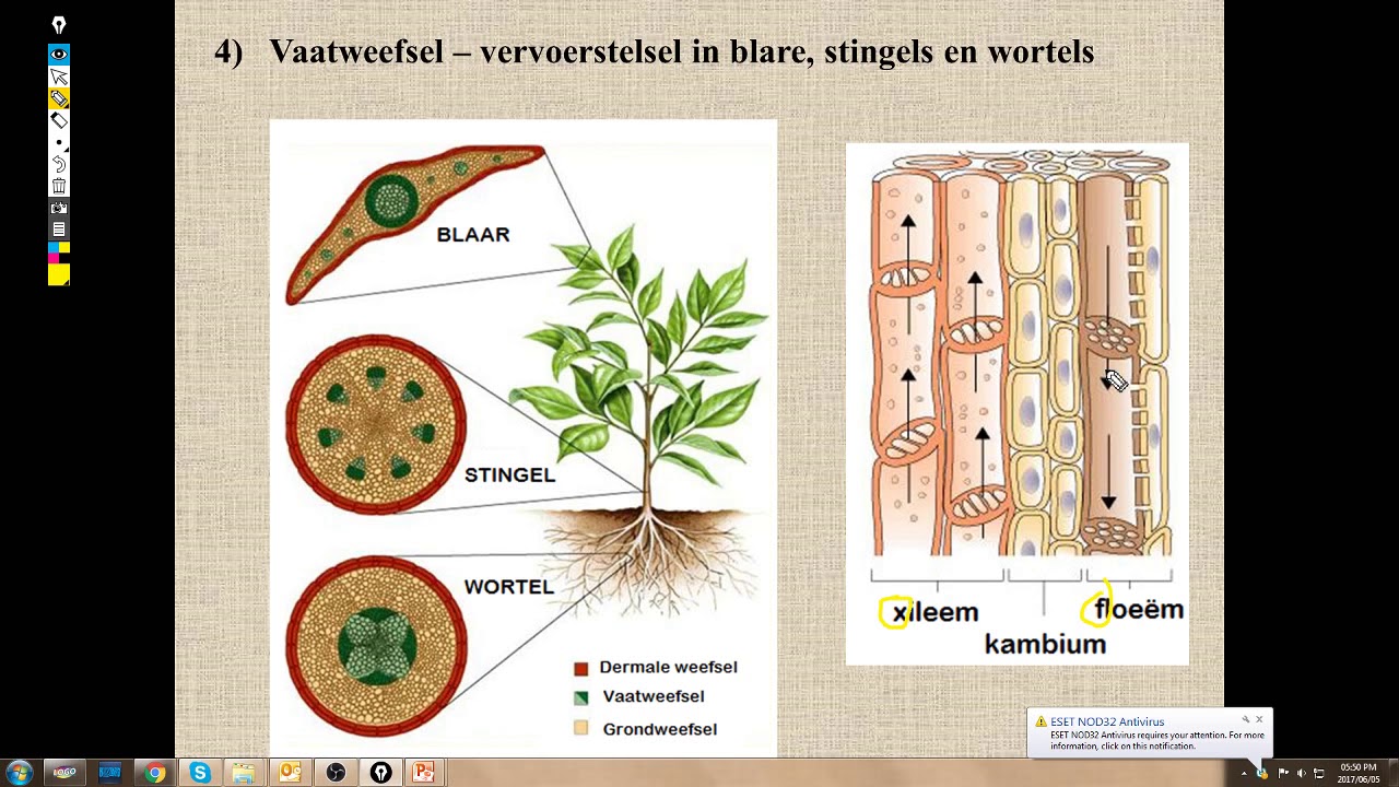 Lewenswetenskappe GR10 Plantweefsels Les2 - YouTube - Heeft Een Plant Ook Weefsels