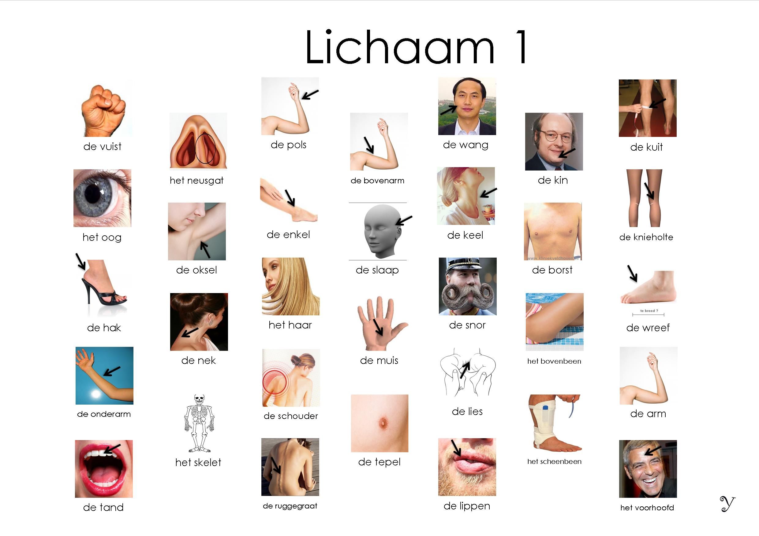 Lichaam afkijkplaat 1 Learning Languages, Foreign Languages, Dutch - Met Welk Lichaamsdeel Ruikt Een Slang