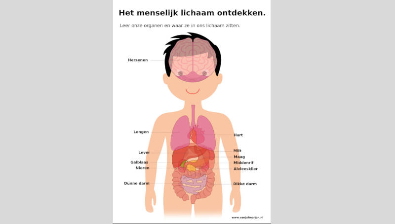 lichaam Archieven - vanjufmarjan.nl - Afbeelding Van Het Menselijk Lichaam