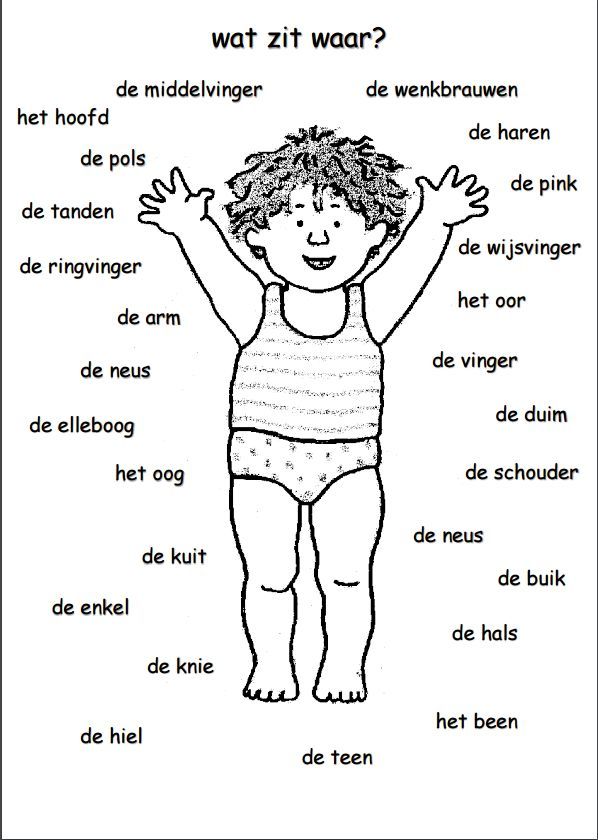 Welk Lichaamsdeel Heeft Een Muis 4 Letters