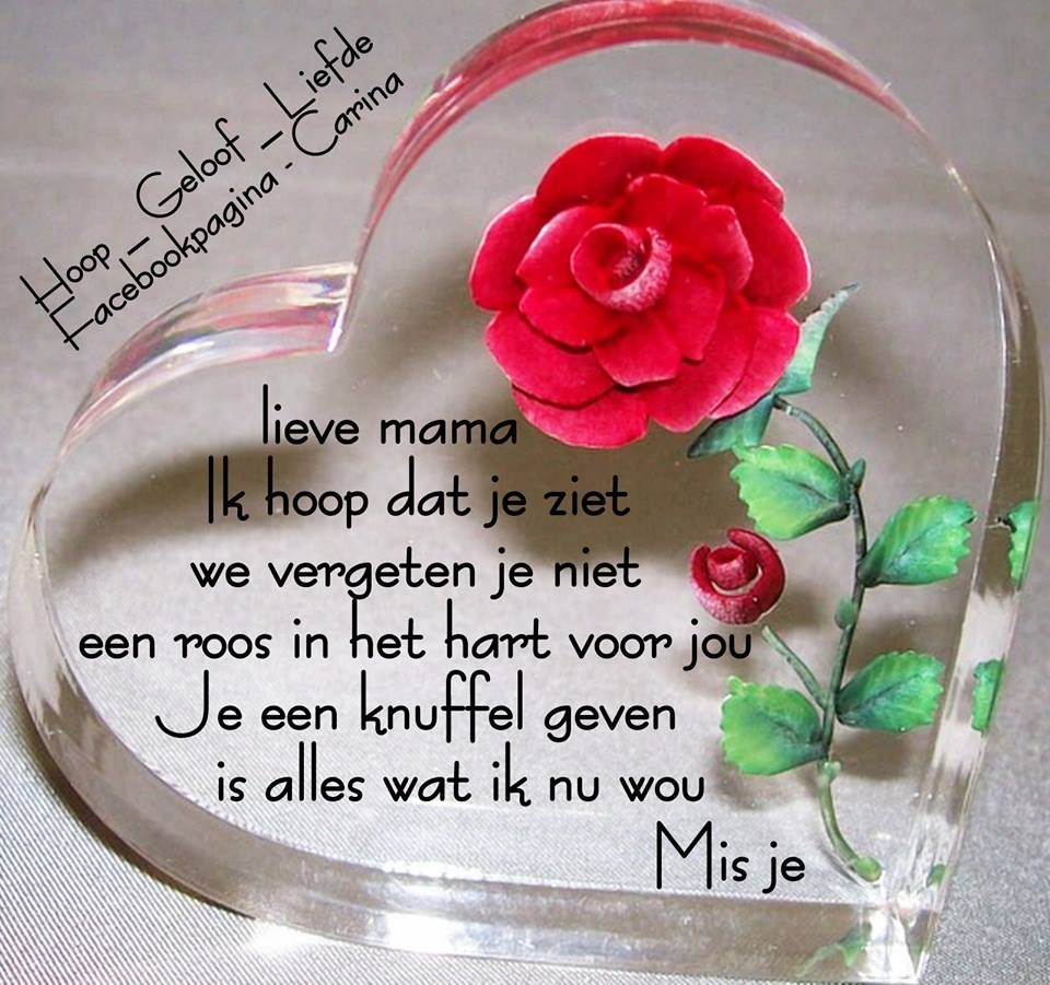 Lieve mama Ik hoop dat je ziet we vergeten je niet een roos - Op Die Dag In De Hemel