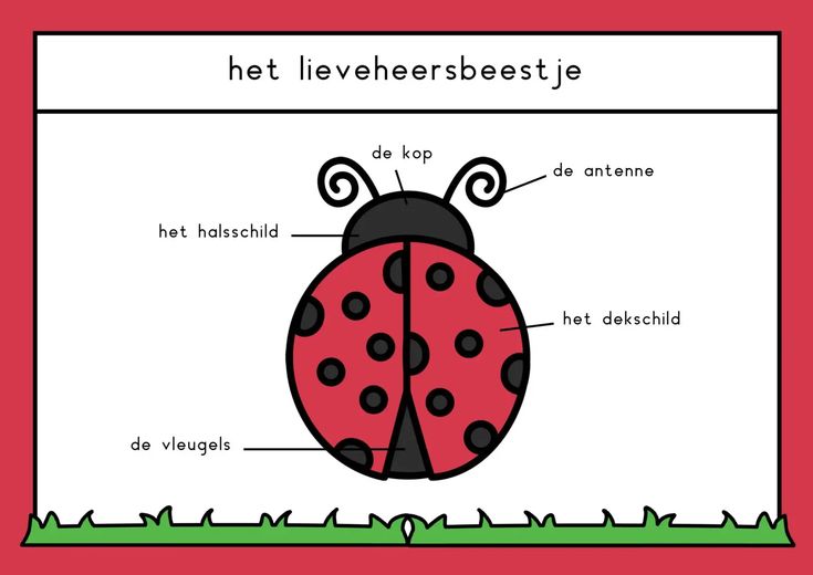 Lieveheersbeestje, Lieveheersbeestjes, Peuterwerkjes - Waar Staat Een Lieveheersbeestje Voor