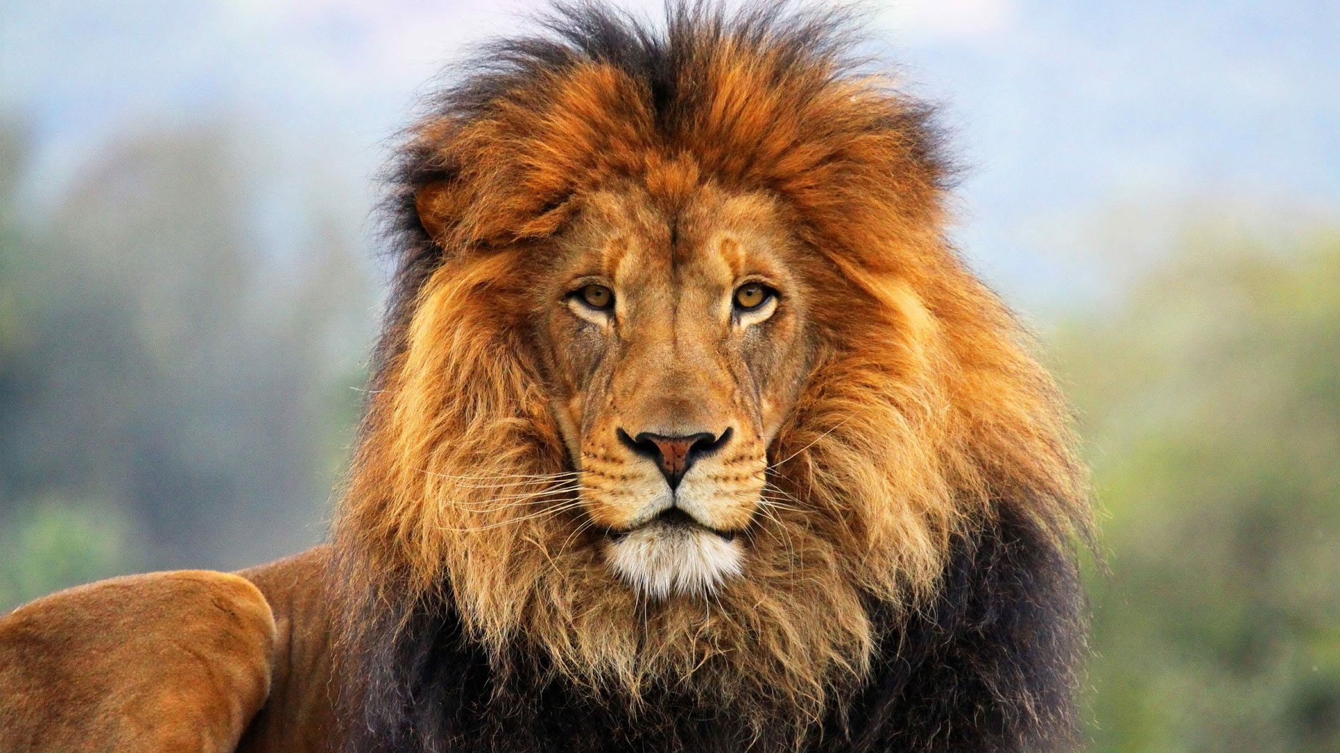 Lion HD Wallpapers 1080p - WallpaperSafari - Lion Wardrobe And The Witch