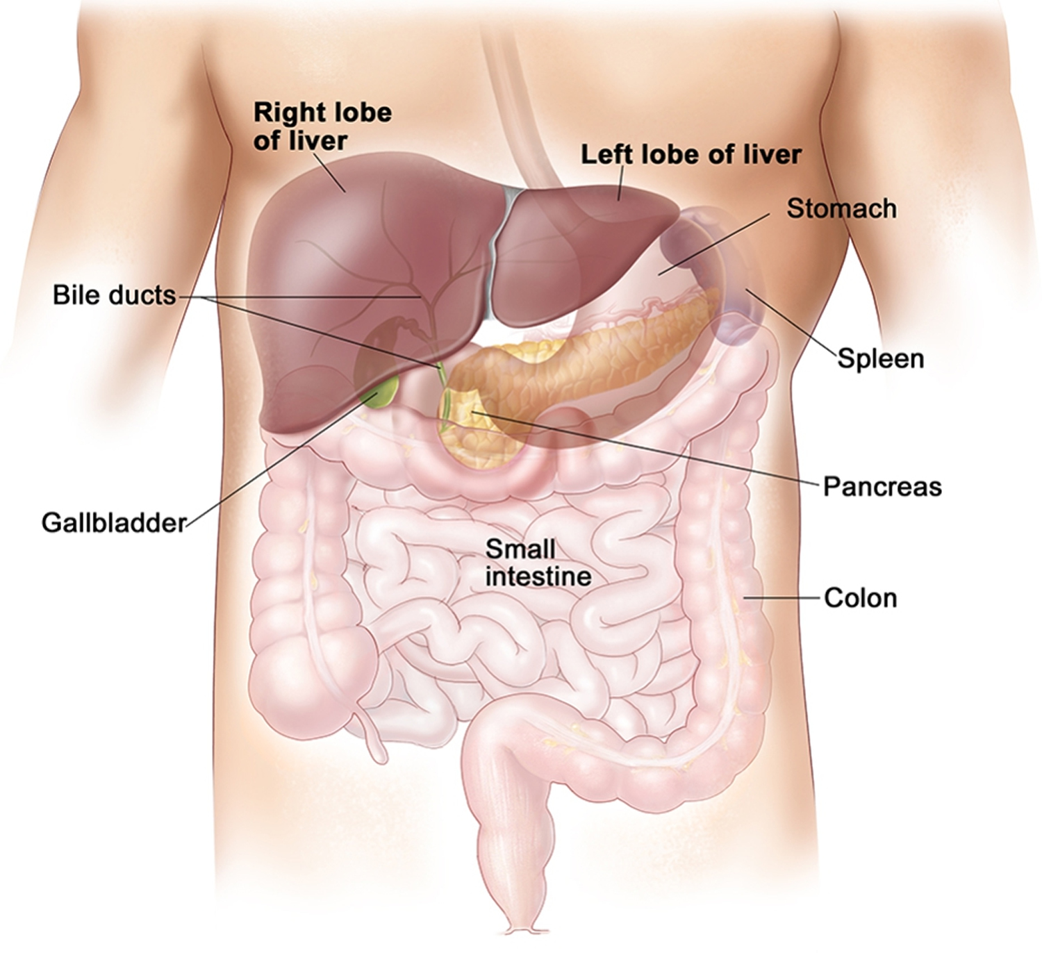 Liver - Function, Anatomy and Parts of the Human Liver - Waar Zit Je Lever In Je Lichaam
