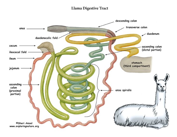 Llama Thoracic & Abdominal Organs (Right View) | Thoracic, Abdominal - Hoe Heten De Magen Van Een Koe
