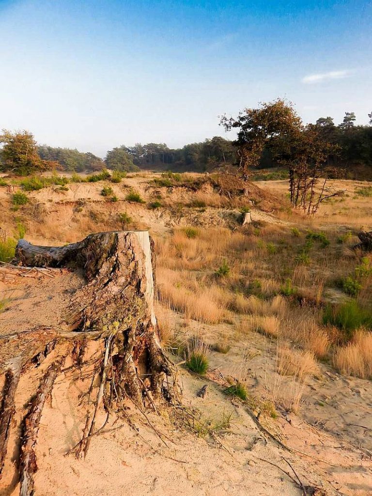 Loonse En Drunense Duinen National Park