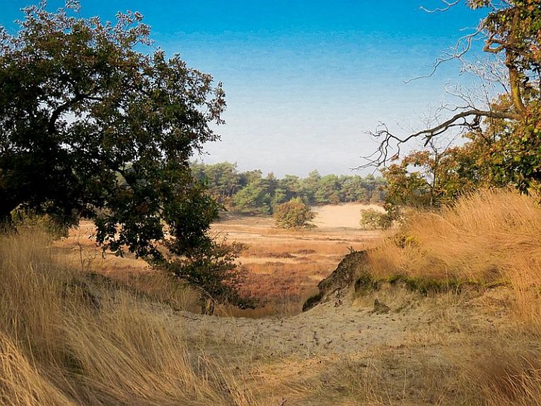 Loonse en Drunense Duinen National Park | Exploring the Netherlands - Loonse En Drunense Duinen National Park