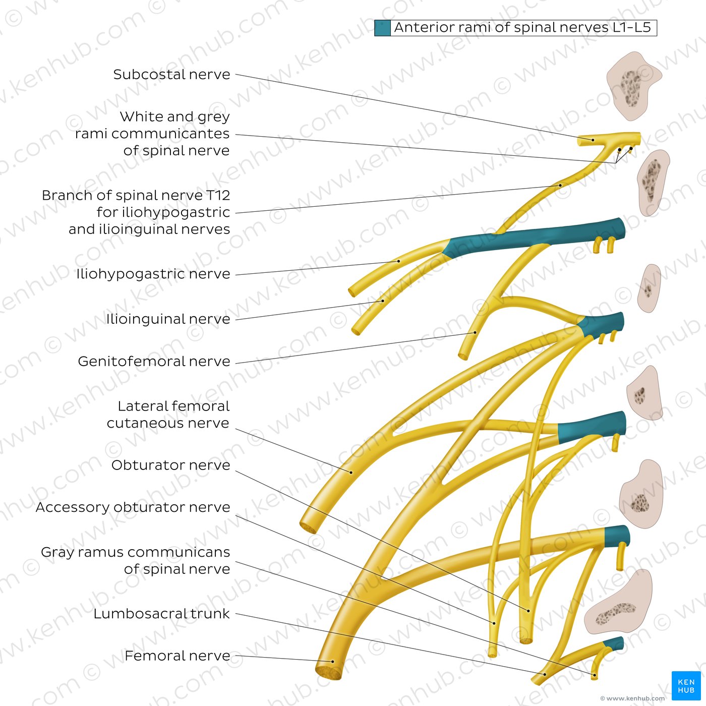 Lumbar Nerves 4 And 5 - Mechanische En Neurogene Lumbale Pijn