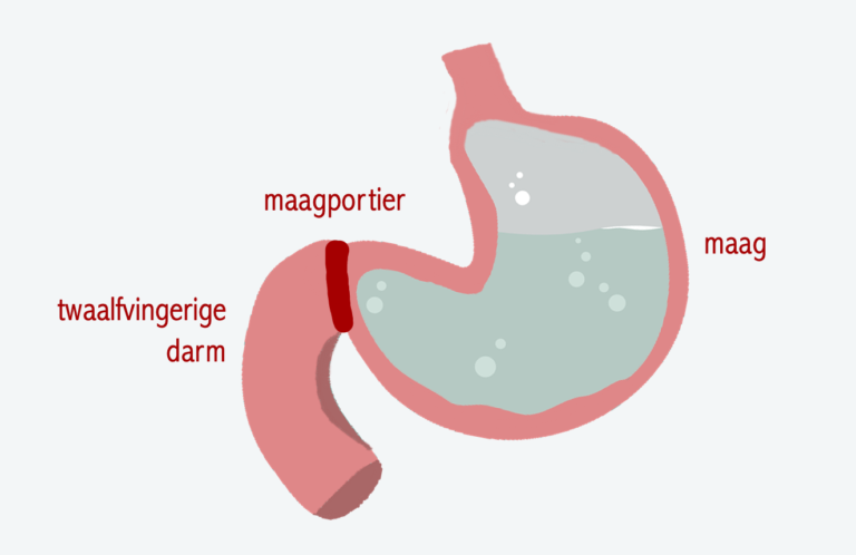 Maagportier – Biojuf - Hoe Groot Is Een Maag