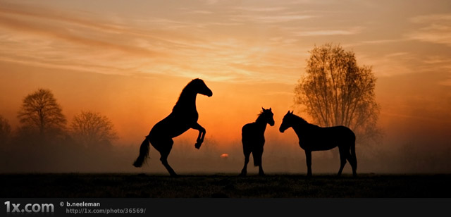 Majestic Horse Photography | Inspiration | Scott Photographics | Free - Waarom Is Een Paard Een Edel Dier