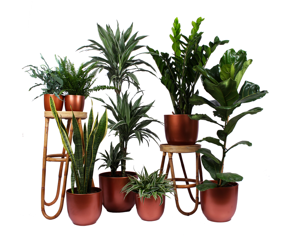 Makkelijke kamerplanten | Gratis thuisbezorgd | Plantsome - Kamerplanten Die Tegen Kou Kunnen