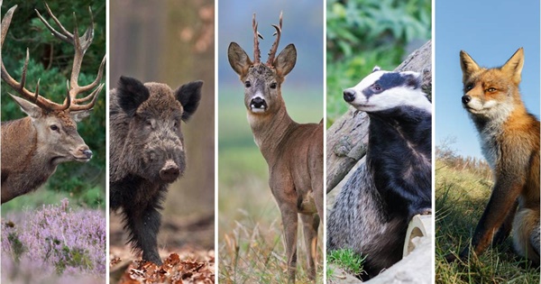 Mammals of the Netherlands - Welke Dieren Zijn De Big Five