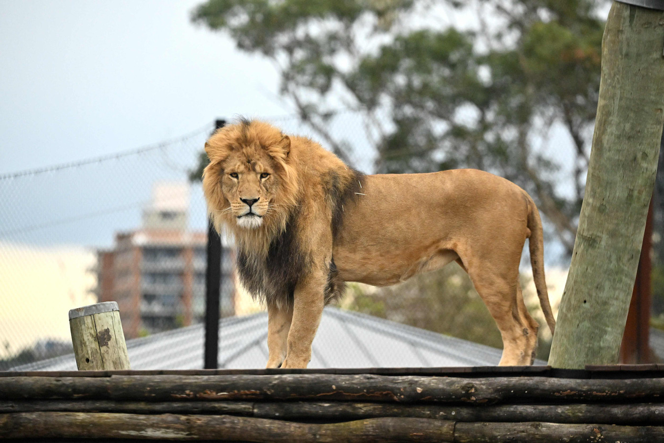 Man die werd doodgebeten door leeuw in Ghanese zoo wilde vermoedelijk - Hoelang Kan Een Leeuw Zonder Eten