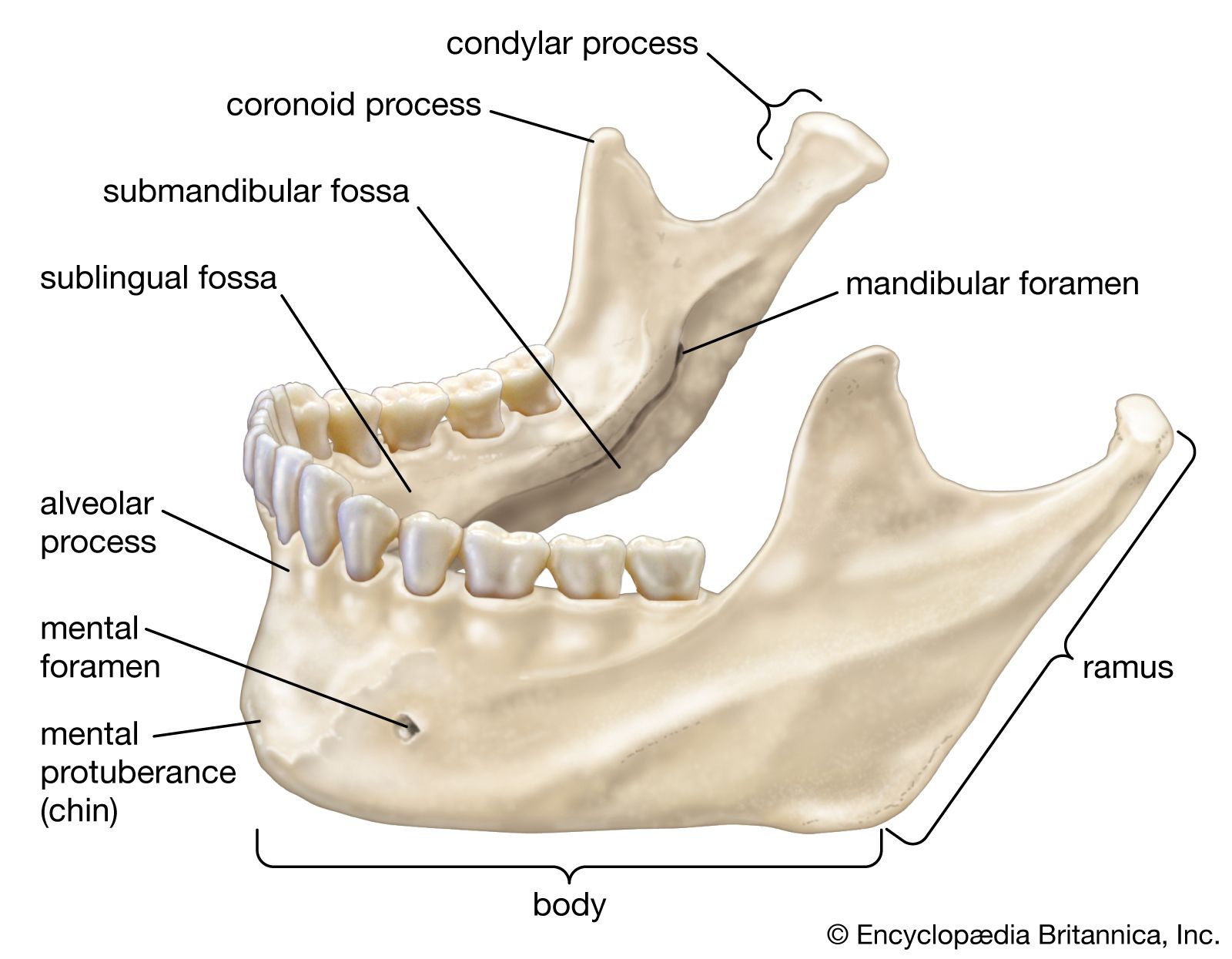 Ramus Superior En Inferior Fractuur