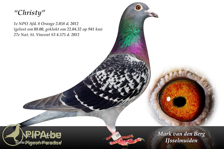 Mark van den Berg (IJsselmuiden, NL) can already look back on a - Van De Berg Ijsselmuiden