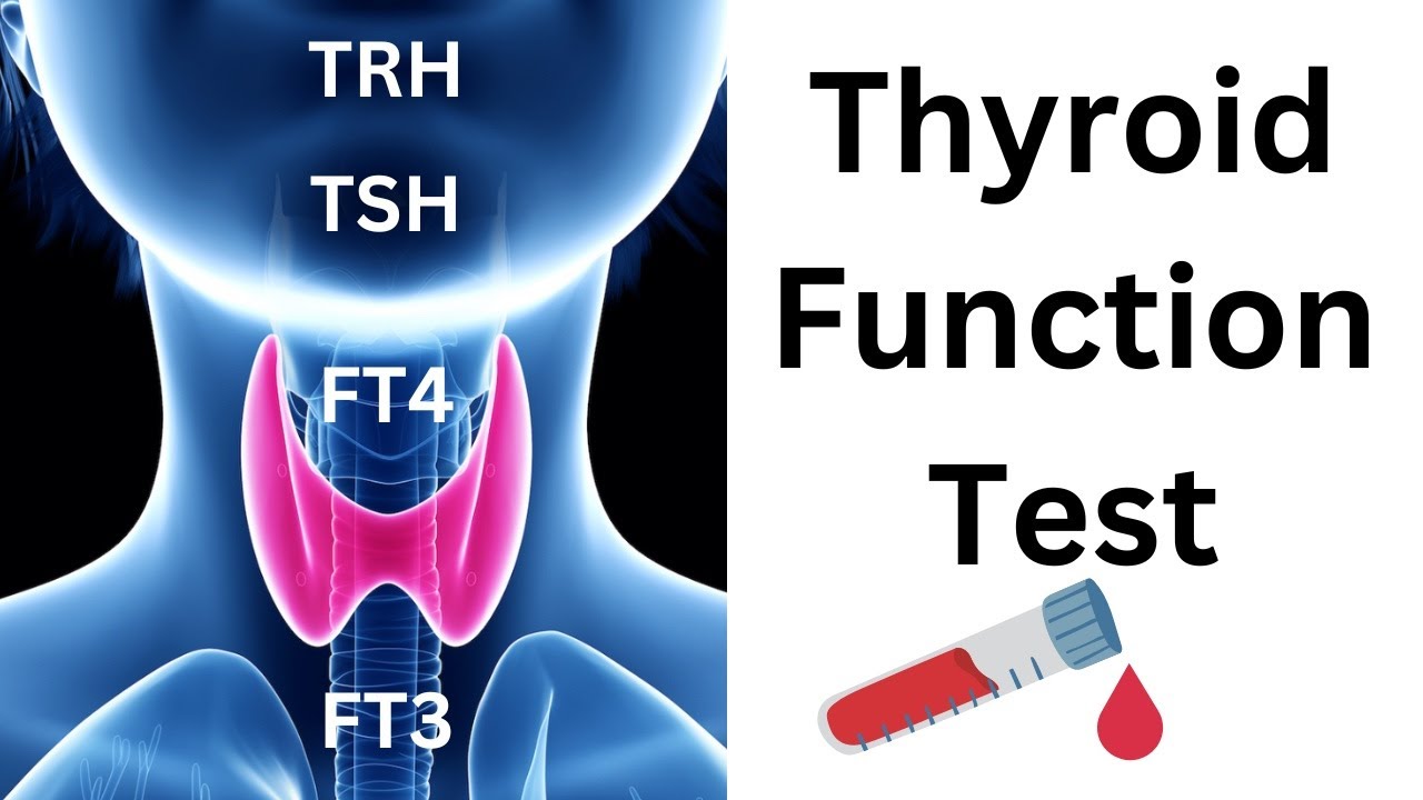 Wat Is Thyroid Stimulerend Hormoon