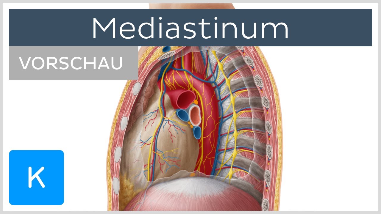Slank Hart En Mediastinum Superius