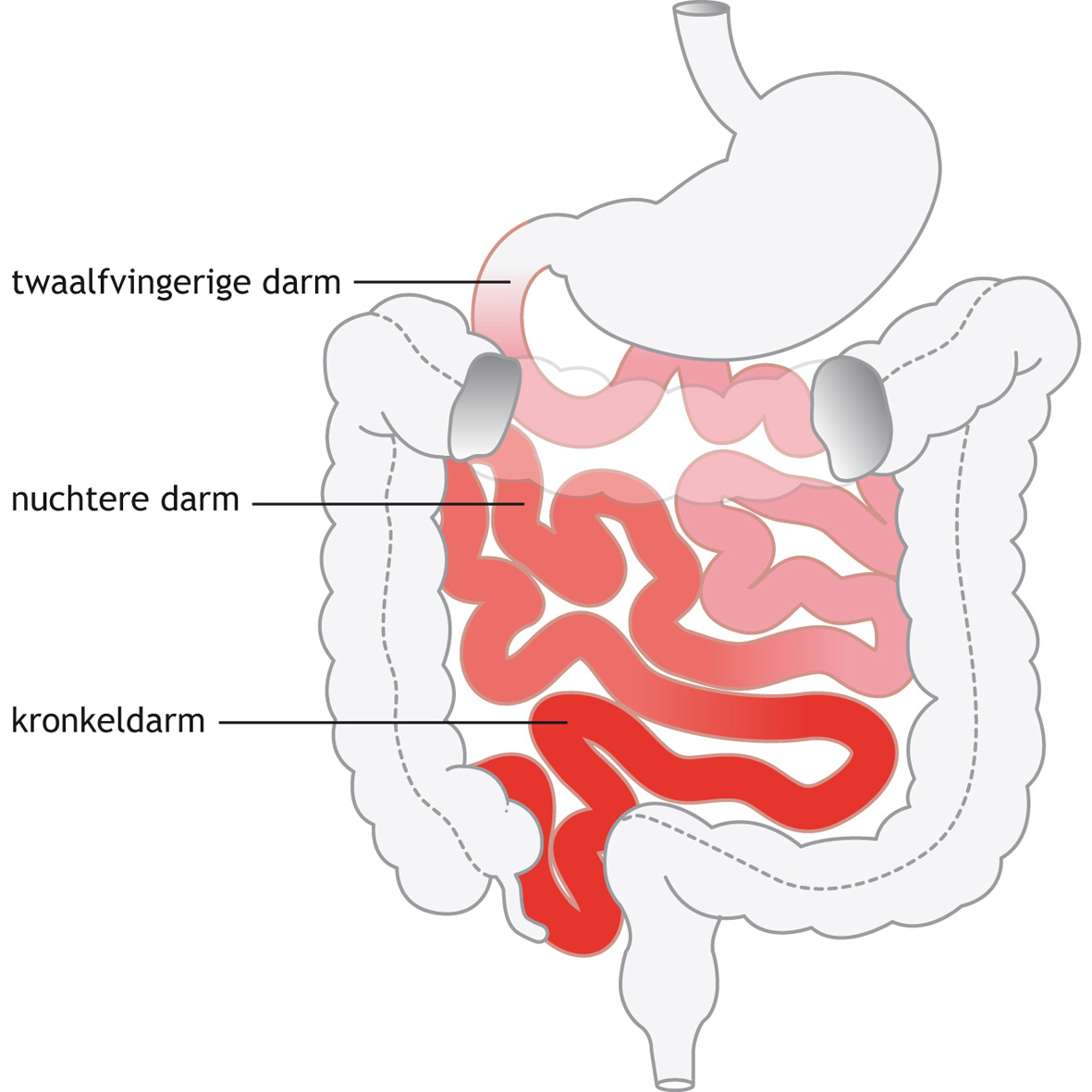 medisch, anatomisch - Wat Gebeurt Er In De Dikke Darm