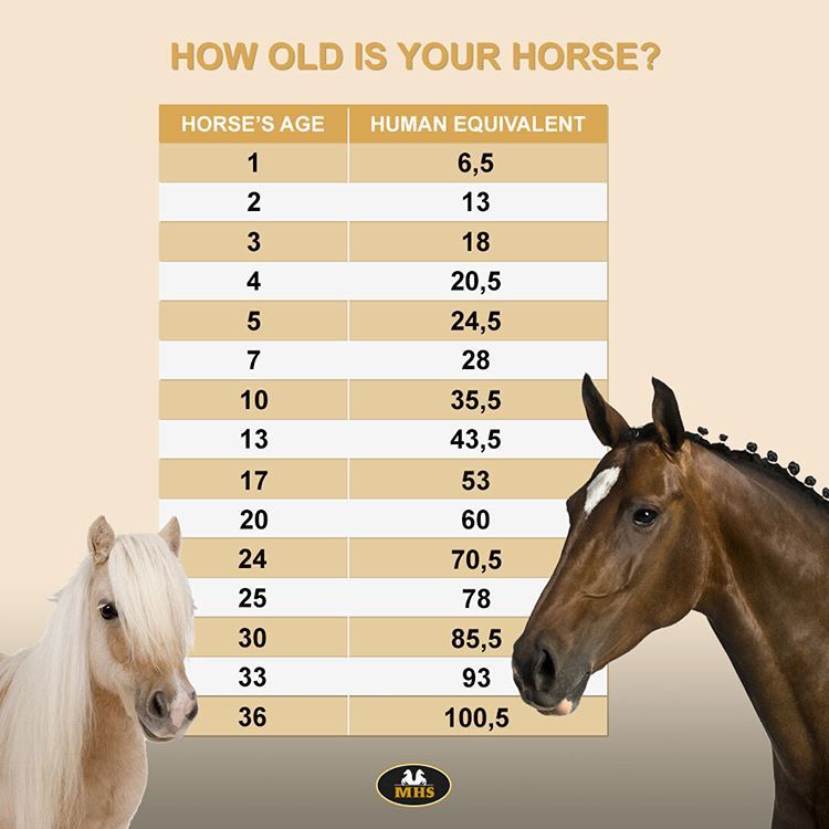 Meer interessante weetjes en informatie over paarden vind je op de MHS - Hoe Oud Wordt Een Paard In Het Wild