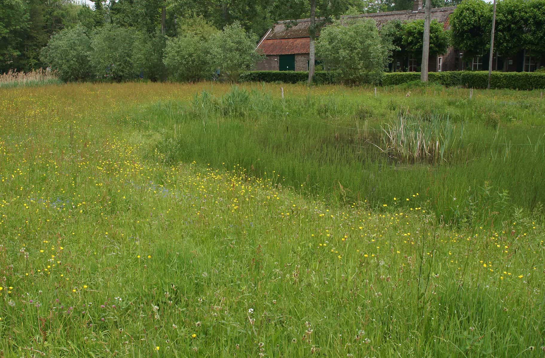 Meer natuur in ontwerp; cursus natuurinclusief groen - Naturio - Cursus In Relatie Staan Tot De Omgeving