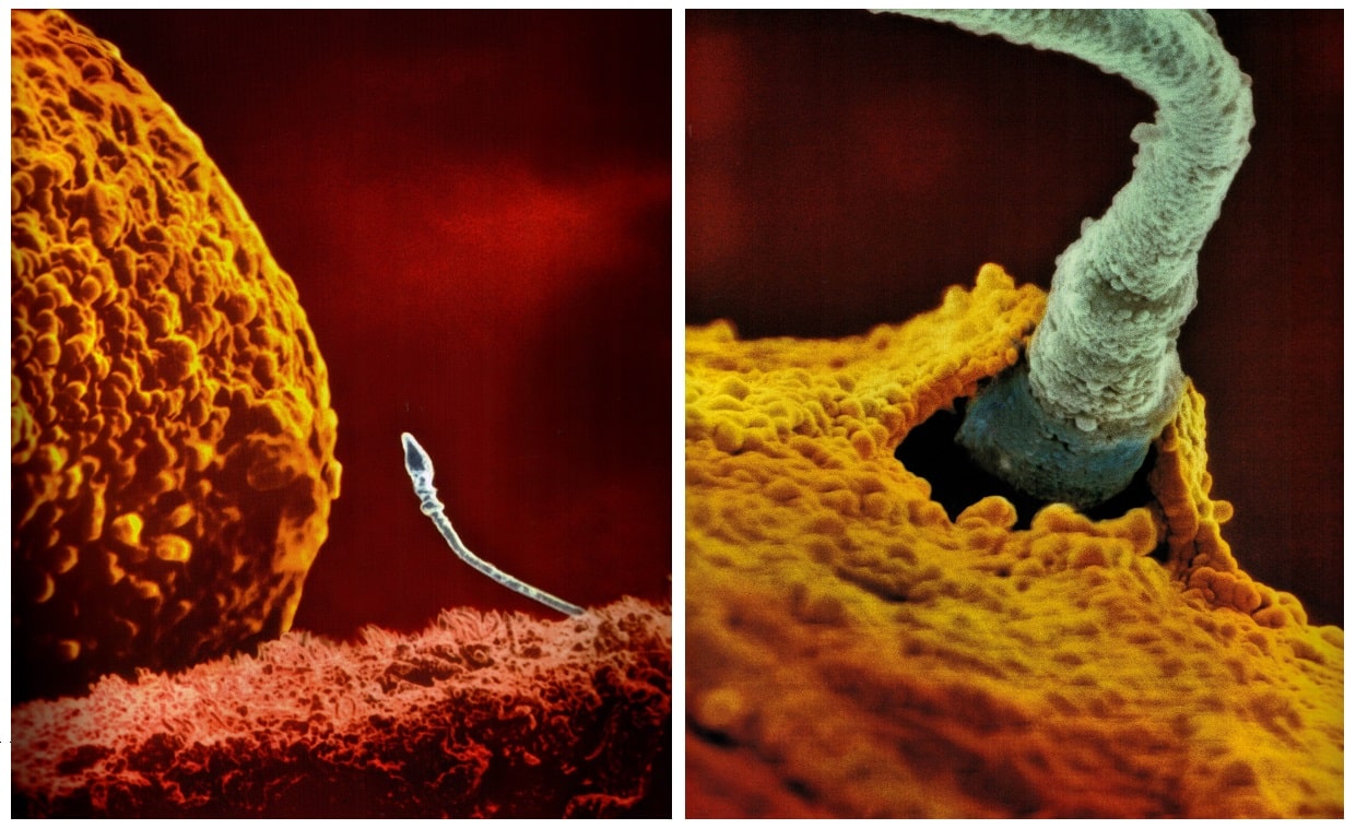 Meiose - Biologielessen.nl - Hoe Lang Duurt Het Voordat Zaadcel Bij Eicel Is