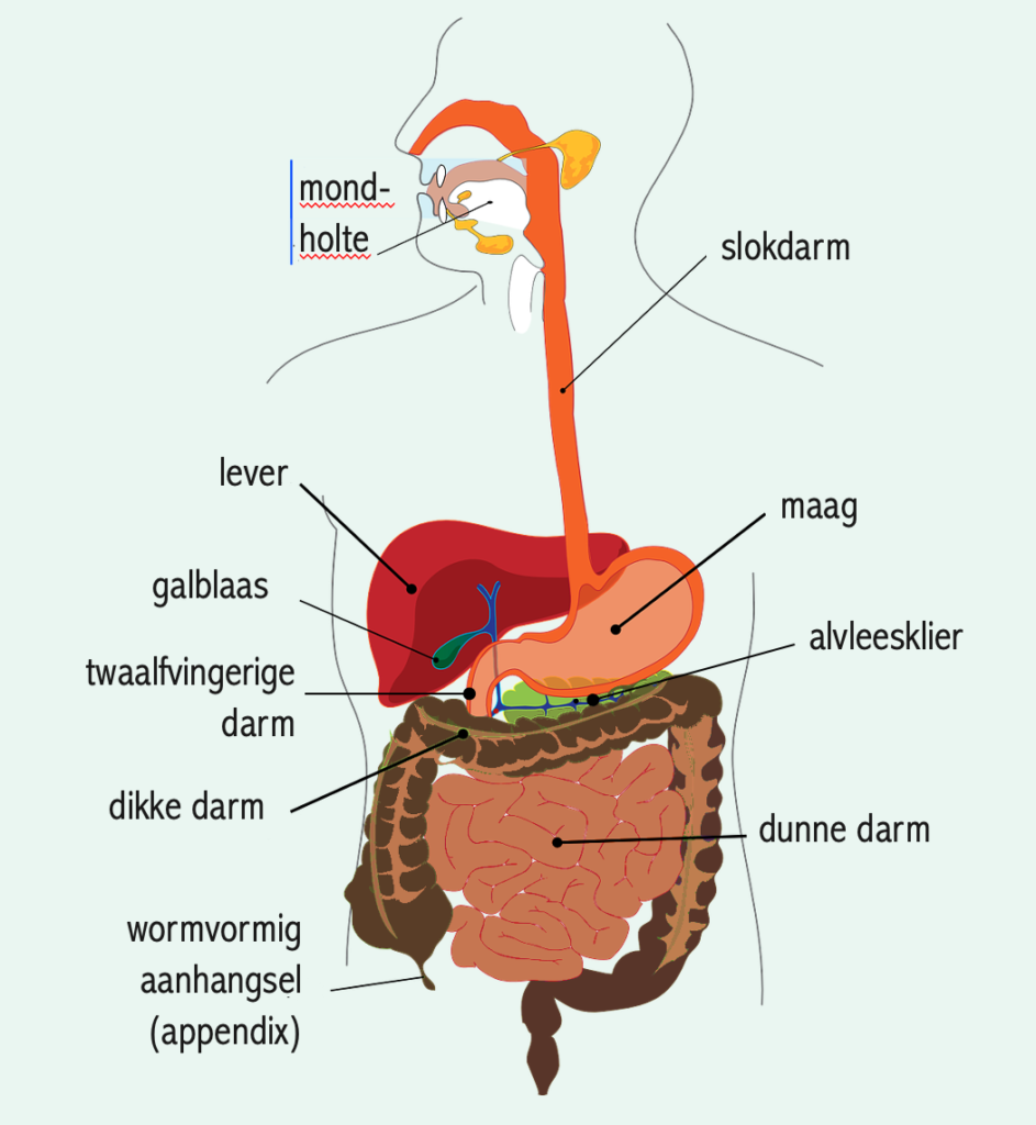 Menselijk Lichaam En Organen - Inwendige Organen Menselijk Lichaam Vrouw