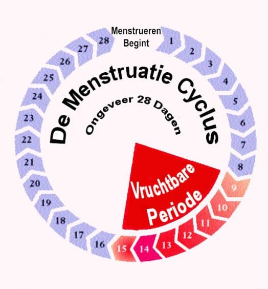 Cyclus 21 Dagen Wanneer Eisprong