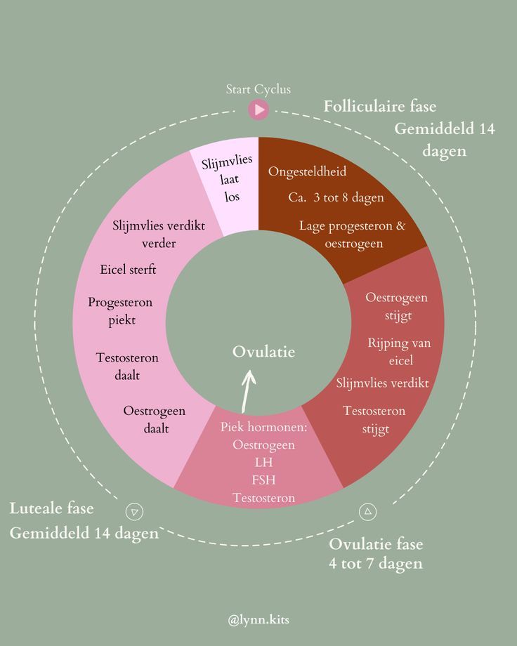 Menstruatiecyclus, je fases en je hormonen. - Tijd Tussen Eisprong En Menstruatie