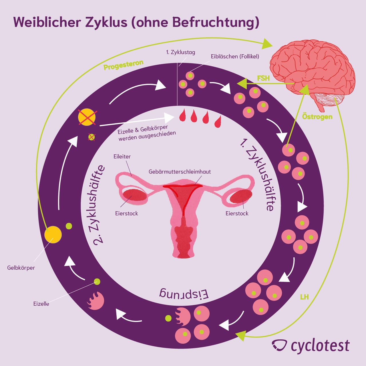 Menstruationszyklus: wie funktioniert der Zyklus? | cyclotest - Periode Tussen Eb En Vloed