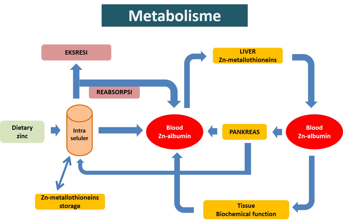 Metabolisme 1859 | The Best Porn Website - Wat Is Een Metabole Ziekte