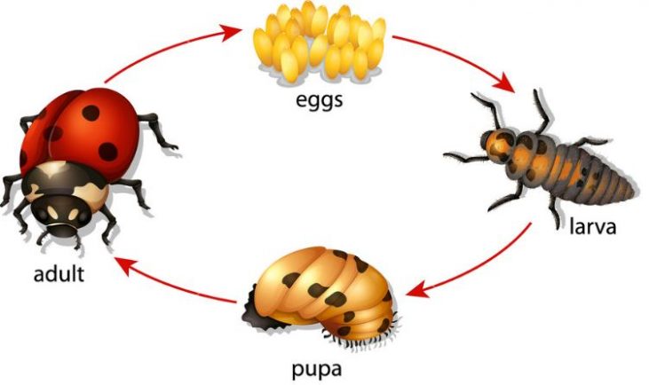 Metamorfosis Tidak Sempurna (Pengertian, Tahapan, Ciri, Contoh Hewan) - Welke Twee Dingen Veranderen Er Aan Een Dier Bij Metamorfose