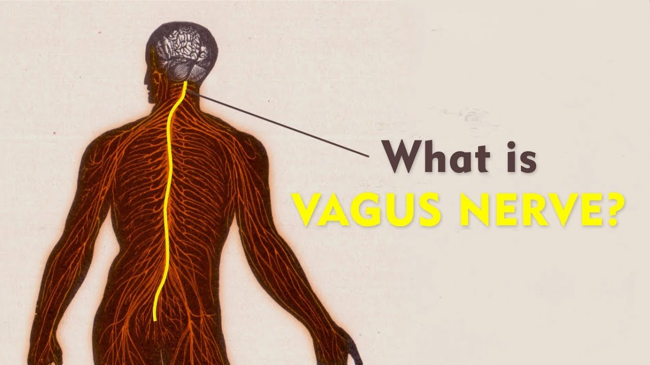 Metodo Art of Living | Educational Milano - Hoe Loopt De Nervus Vagus