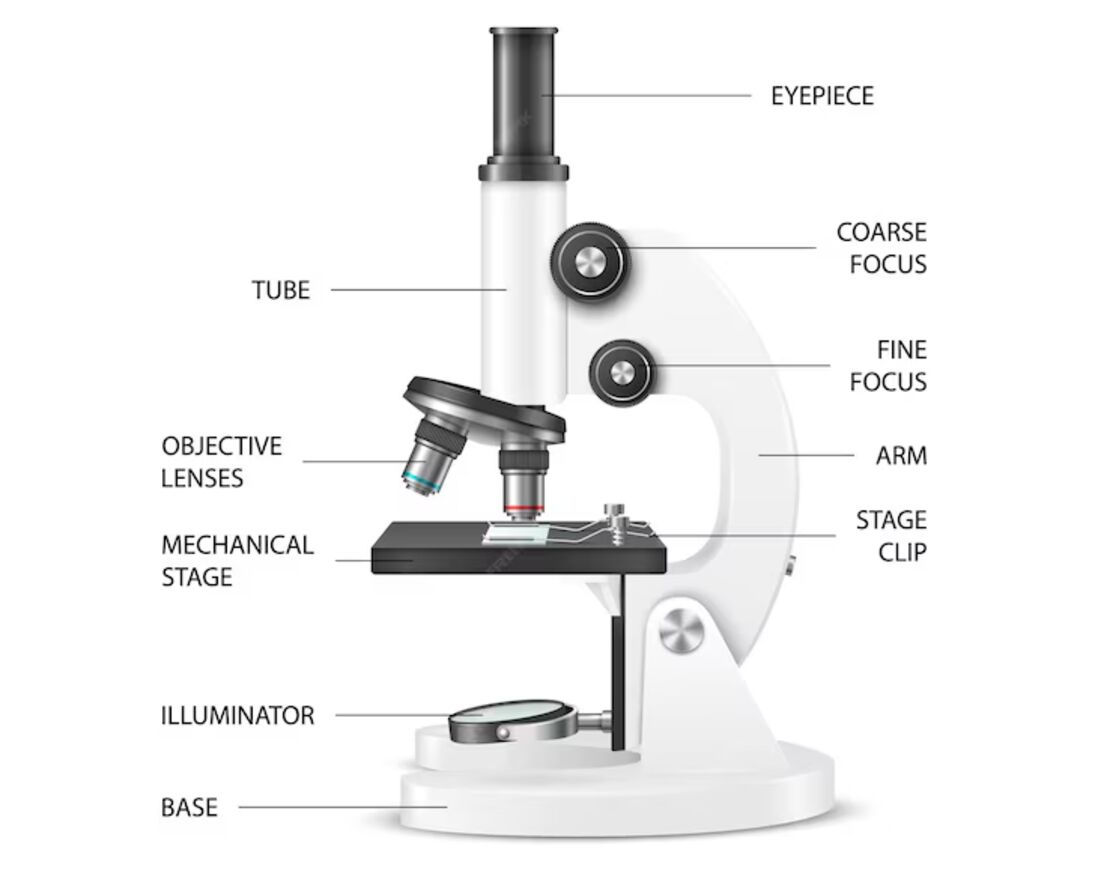 Microscope anatomical structure with labels - Anatomy Note - Wanneer Is De Microscoop Uitgevonden