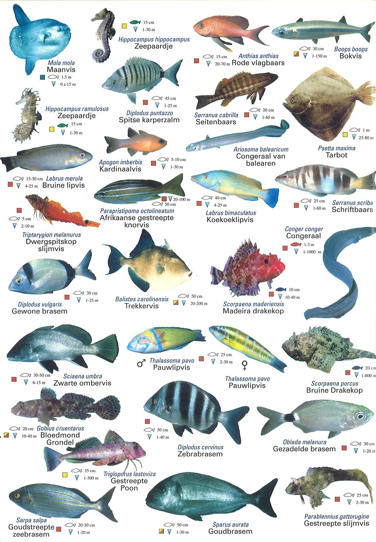 Middellandse zeedieren kaart 3 | Marine animals, Fish illustration - Hoeveel Vissen Zijn Er Op De Wereld
