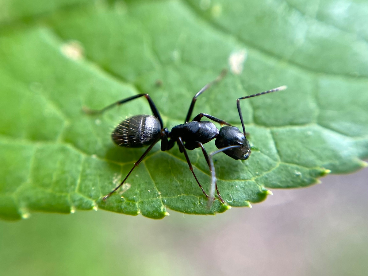 Mieren bestrijden? Gebruik gewoon groene zeep | Foto | tubantia.nl - Wat Doen Mieren Met Dode Mieren