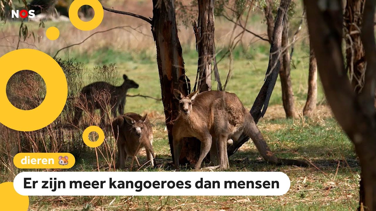 Miljoenen kangoeroes in Australië: Overlast of niet? - YouTube - Hoeveel Kangoeroes Zijn Er In Australie