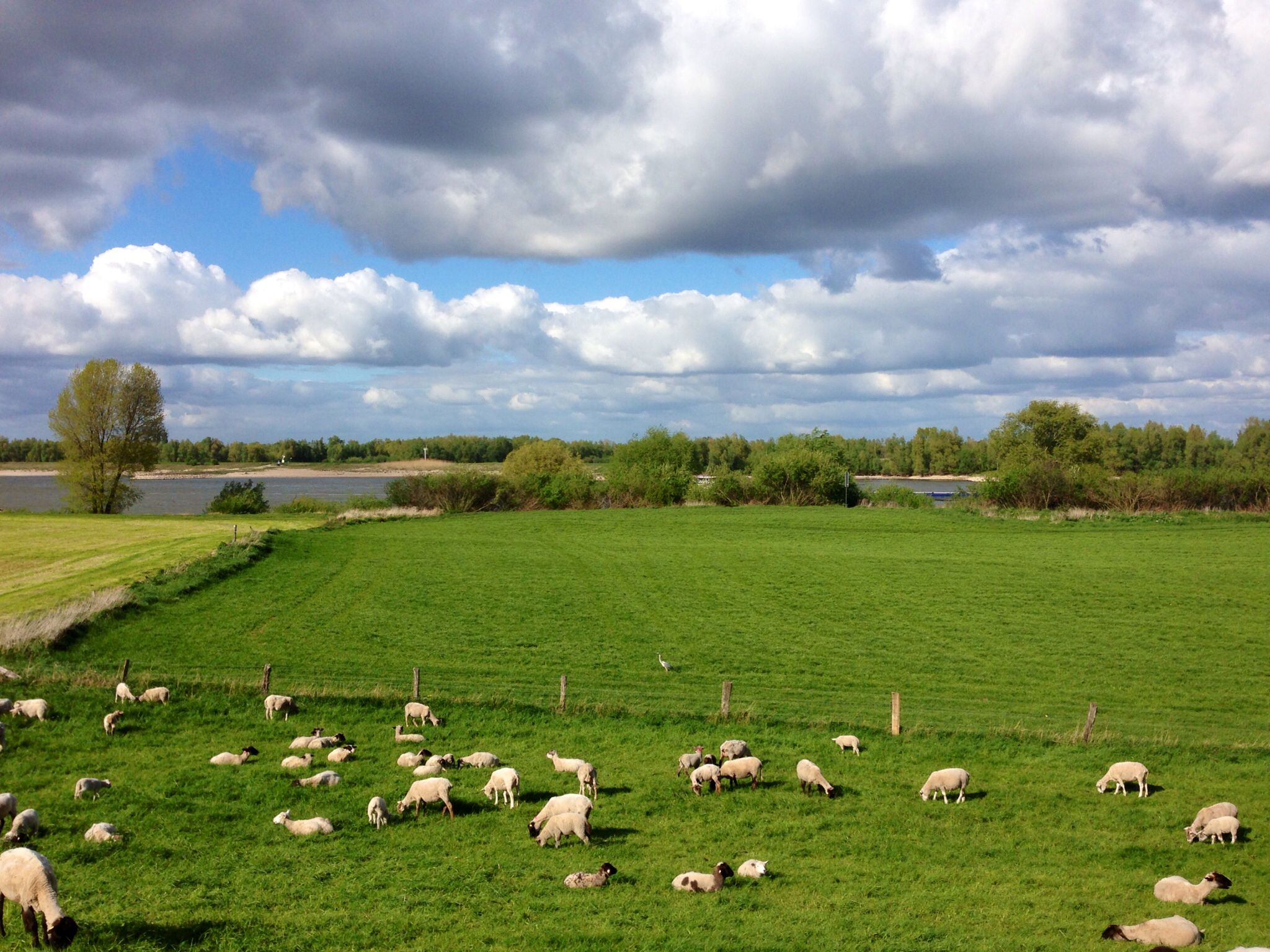 Millingen aan de Rijn - Drenkeling Millingen Aan De Rijn