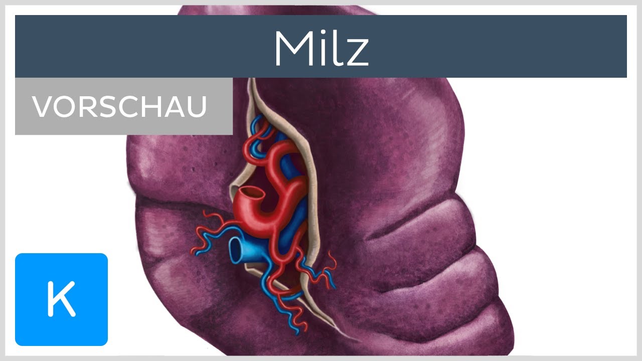 Milz (Vorschau) - Anatomie, Aufbau und Funktion | Kenhub - YouTube - Waar Zit Je Milt Links Of Rechts
