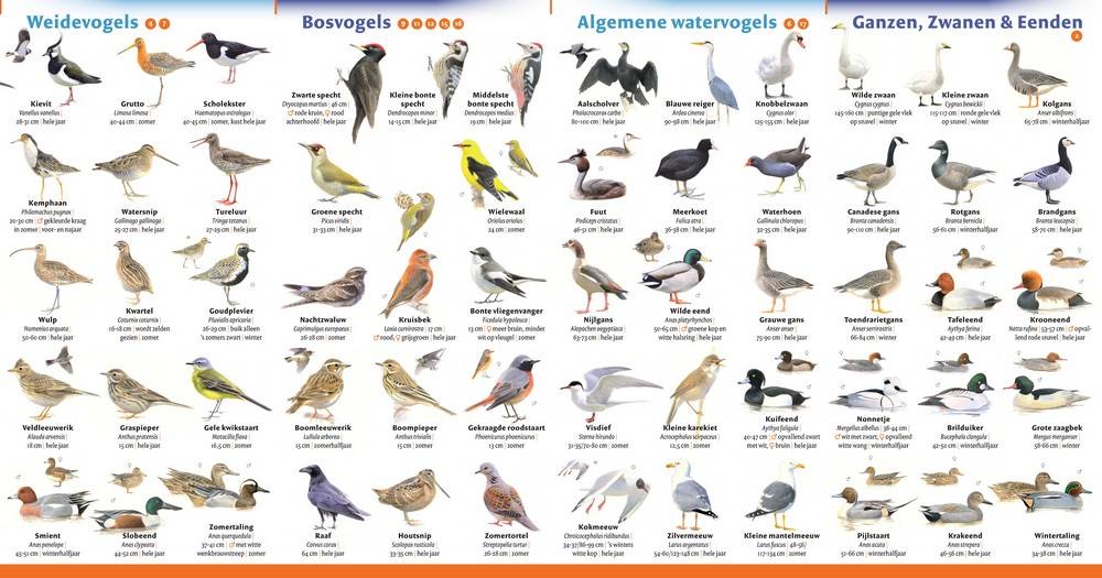 Minigids Vogels van Nederland en België - Afbeeldingen Van Vogels In Nederland