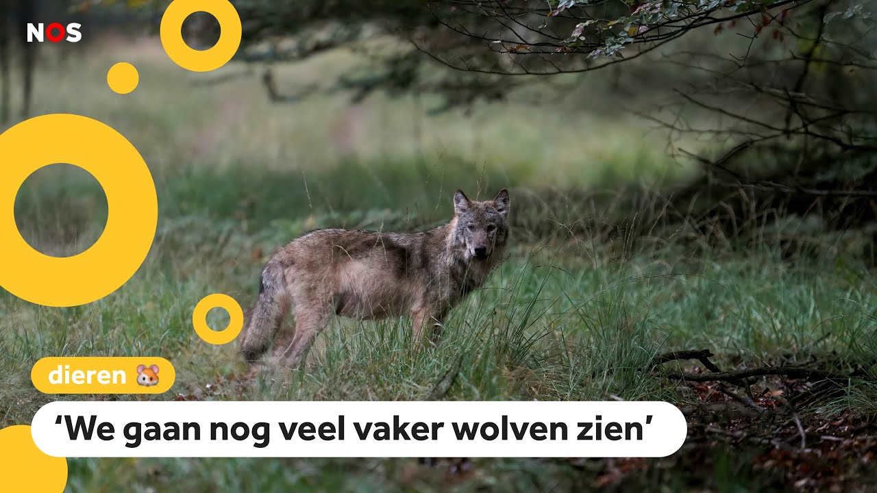 Minimaal 16 wolven geboren in Nederland - YouTube - Hoeveel Roedels Wolven Leven Er In Nederland