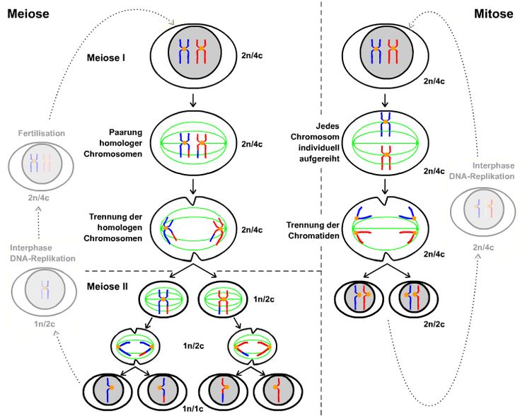 Mitose e Meiose | Mitosis, Meiosis, Mitosis meiosis - Verschil Tussen Mitose En Meiose