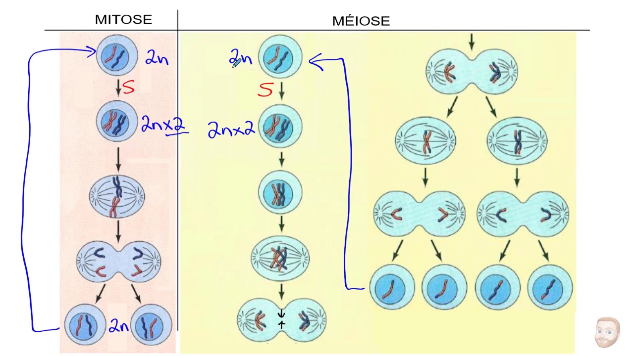 Mitose vs Méiose - YouTube - Wat Is Het Verschil Tussen Mitose En Meiose
