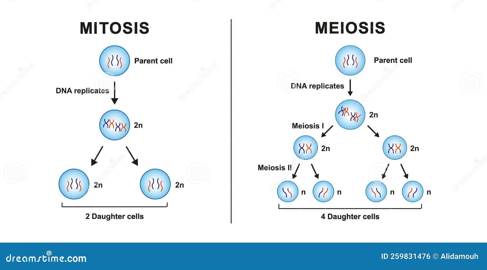 Mitosis VS Meioisis Vector Illustration | CartoonDealer.com #259831476 - Wat Is Het Verschil Tussen Mitose En Meiose